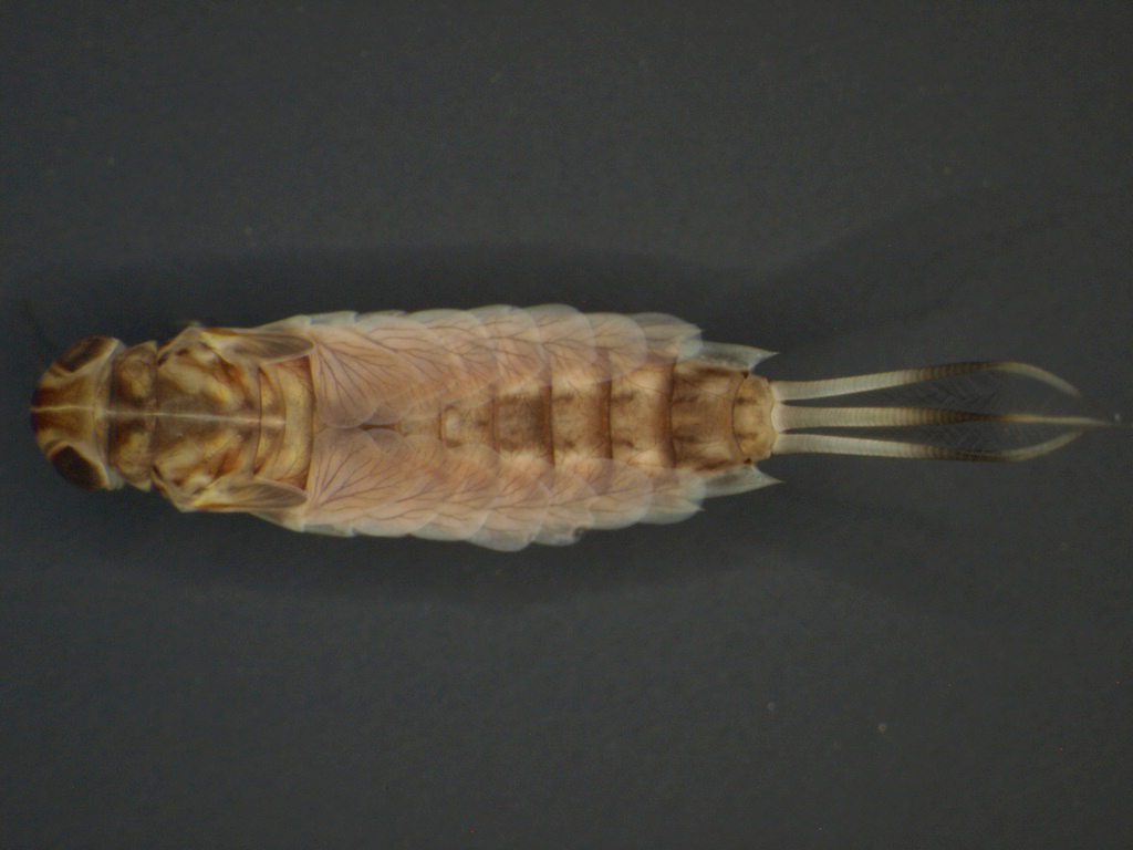 Siphlonurus aestivalis